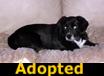 Tasha - ADOPTED