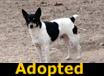 One Eyed Jack - ADOPTED