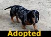Dante - ADOPTED