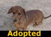 Cricket - ADOPTED