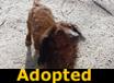 Casey - ADOPTED