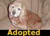 Goldie - ADOPTED