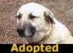 Dolly - ADOPTED