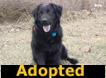 Mason - ADOPTED