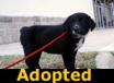Beth - ADOPTED