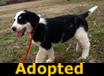 Shelley - ADOPTED