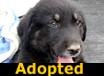 Urkel - ADOPTED