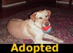 Sam - ADOPTED