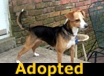 Allie - ADOPTED