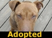 Barney - ADOPTED