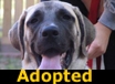 Max - ADOPTED