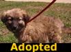 Little Lou - ADOPTED