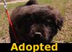 Frittle - ADOPTED