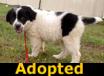 Pepsi - ADOPTED