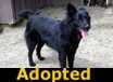 Jack - ADOPTED