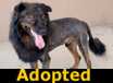 Emmett - ADOPTED