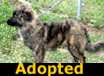 Maisey Mae - ADOPTED