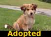 Sharon - ADOPTED