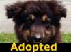 Kelly - ADOPTED