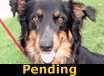 Daisy - PENDING