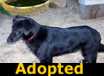 Joey - ADOPTED
