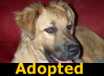 Banjo - ADOPTED