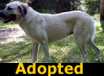 Cami - ADOPTED