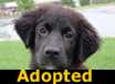 Josie - ADOPTED