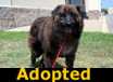 Badger - ADOPTED