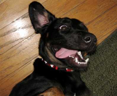 Fido