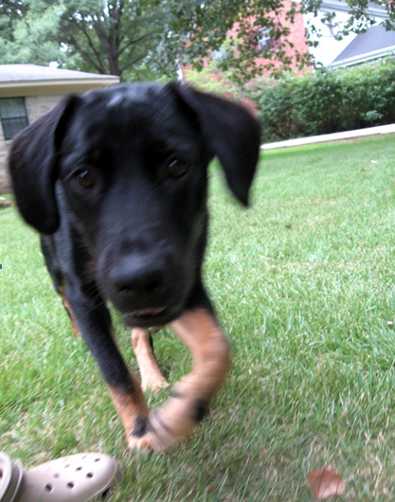 Fido