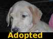 Gummy Bear - ADOPTED