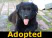 Rocket - ADOPTED