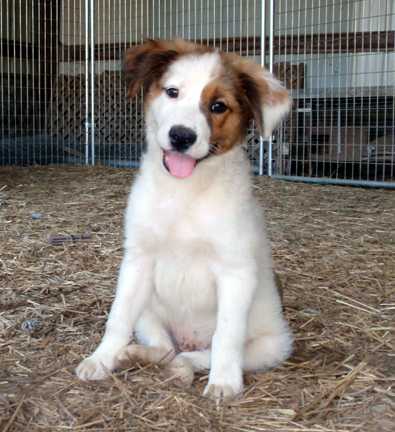 Albi