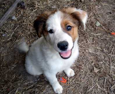 Albi