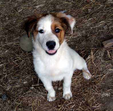 Albi