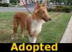Andy - ADOPTED