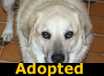 Katie - ADOPTED