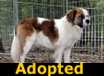 Daddy - ADOPTED