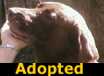 Chocko - ADOPTED