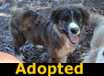 Zuri - ADOPTED