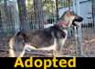 Yukon Jack - ADOPTED