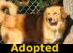 Toffee - ADOPTED