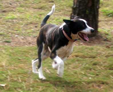Bosco