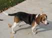 Sweetie - AVAILABLE