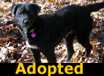 Bella - ADOPTED
