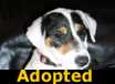 Izzie - ADOPTED