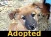 Cherry - ADOPTED