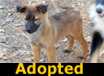 Blossom - ADOPTED