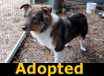 Nickle - ADOPTED